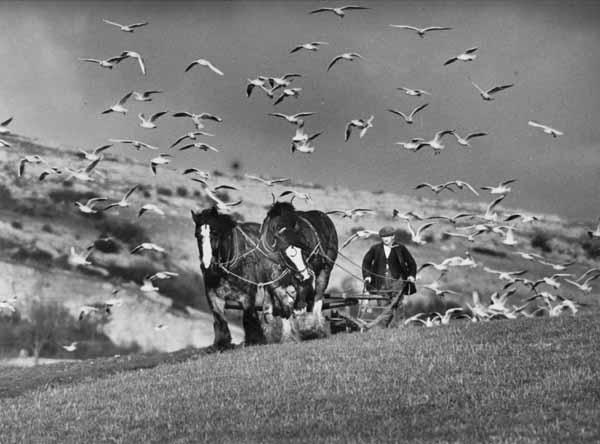 Seagulls Follow the ploughing at Warton near Carnforth,  Lancashire in January