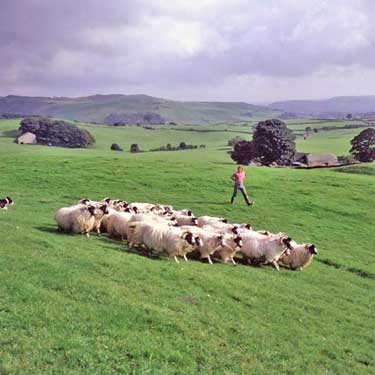 Sheep Farming