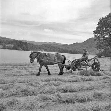 Haymaking, Grasmere