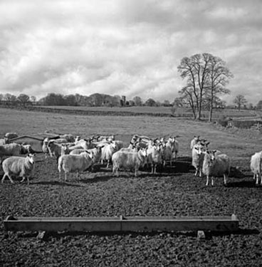 Sheep, North Pennines