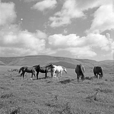Fell Ponies in the North Pennines
