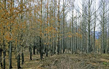 Woodland