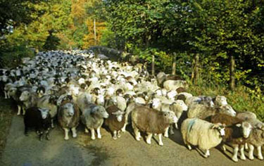 Sheep farming