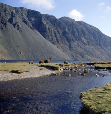 Sheep grazing on the shores of Wastwater, the screes behind